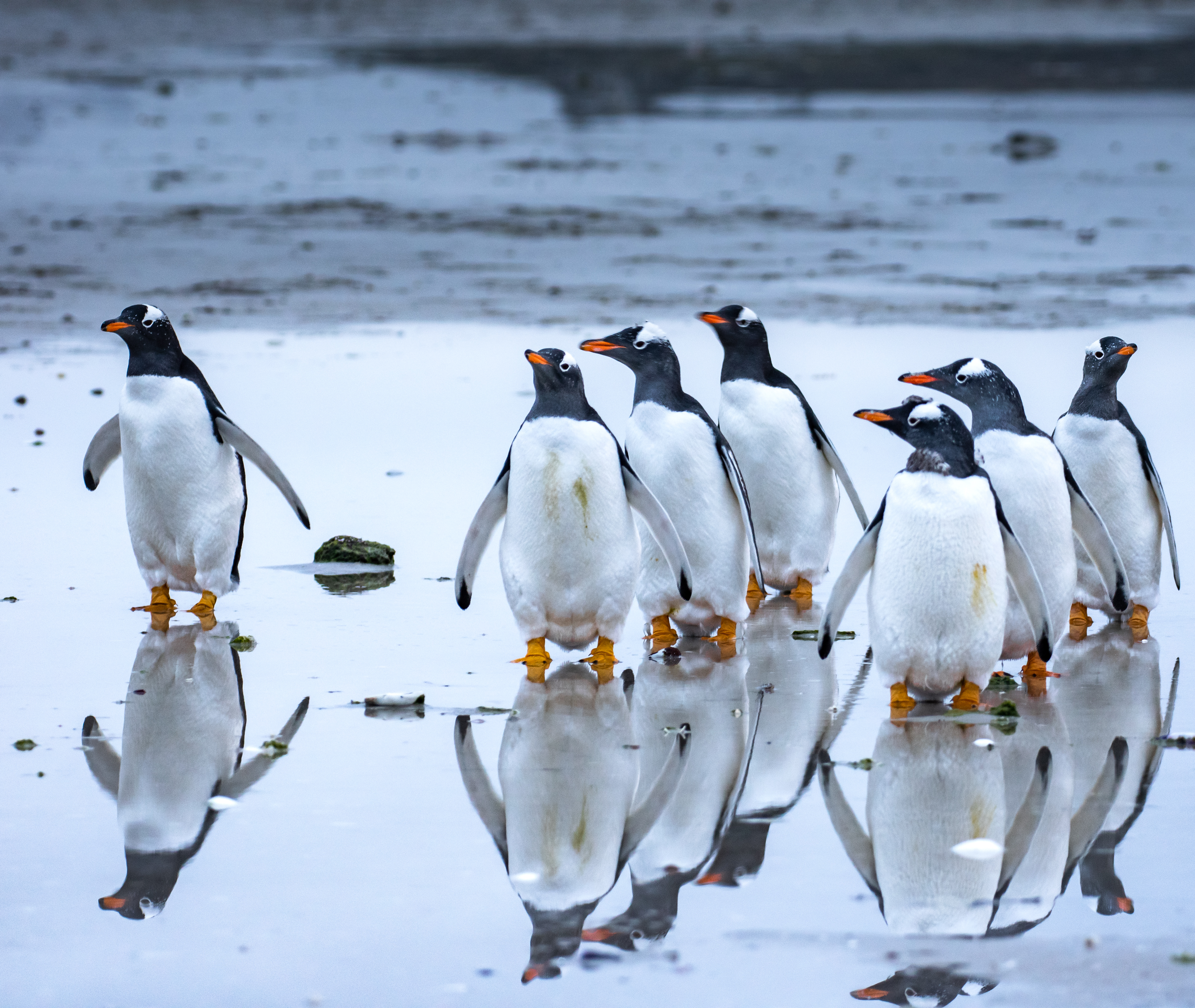 Gentoo penguins marching 